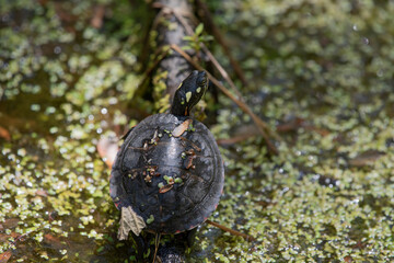 Eastern Painted Turtle