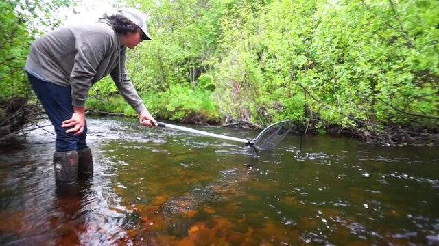 Boy Netting gaspereau fish in a river in Nova Scotia 