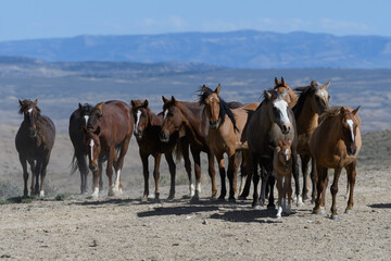 Fototapeta na wymiar Wild Mustang Horses in Colorado