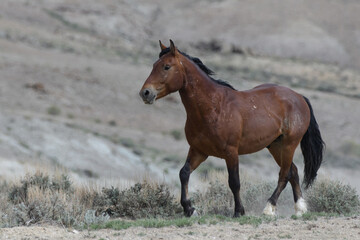 Wild Mustang Horses in Colorado