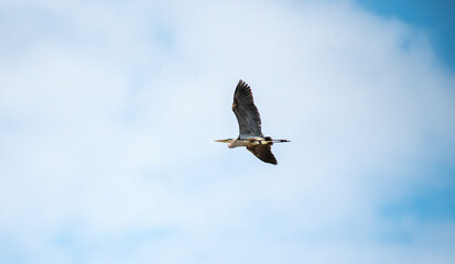 Great Blue Heron