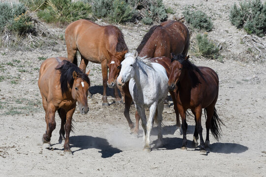 Wild Mustang Horses in Colorado