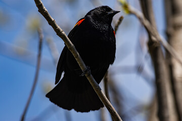 Red-winged Blackbird