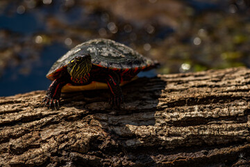 Painted Turtle