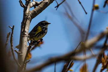Yellow-rumped Warbler