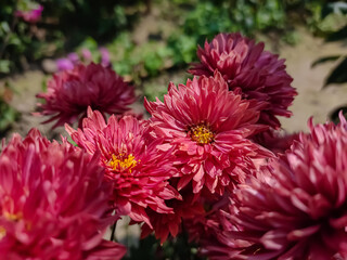 Chrysanthemums, sometimes called mums or chrysanths, are flowering plants of the genus Chrysanthemum in the family Asteraceae. They are native to East Asia and northeastern Europe.