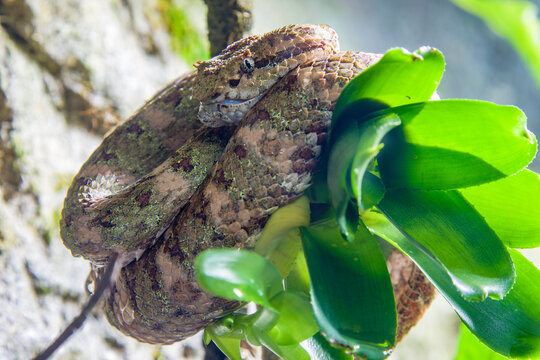 eyelash viper (Bothriechis schlegelii) is  a species of venomous pit viper in the family Viperidae. The species is native to Central and South America. Small and arboreal.