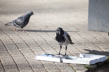 Focus on a hooded crow, a black and grey crow bird from the corvidae family, also called Corvus...