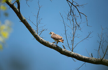Red Tailed Hawk