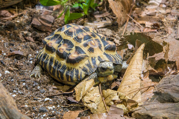Flat-backed spider tortoise (Pyxis planicauda) is a tortoise that belongs to the family Testudinidae.
It is endemic to the west coast of Madagascar and classified as critically endangered.