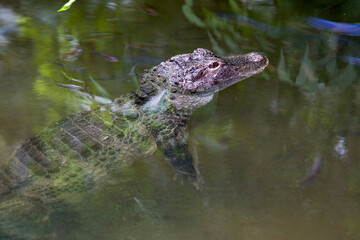 The closeup image of Chinese alligator (Alligator sinensis) in the water. 
A critically endangered crocodile endemic to China. 
Dark gray or black in color with a fully armored body.