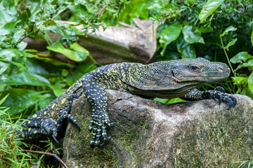 Salvadori's monitor (Varanus salvadorii) is one of the longest lizards in the world
It is an arboreal lizard with a dark green body marked with bands of yellowish spots.