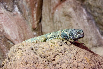 ornate mastigure (Uromastyx ornata) is a species of lizard in the family Agamidae. These medium-sized lizards are among the most colorful members of the genus.