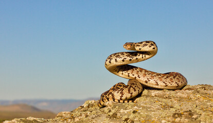 Bull Snake, a subspecies of the Gopher Snake, in defensive posture