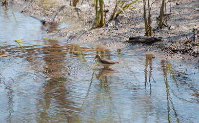 Solitary Sandpiper
