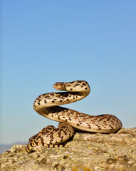 Bull Snake, a subspecies of the Gopher Snake, in defensive posture