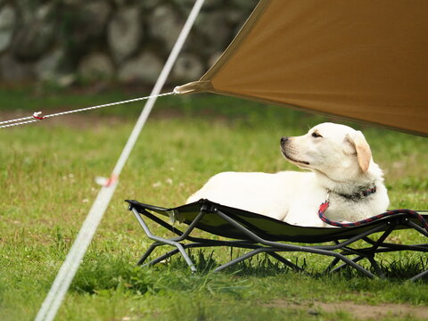 キャンプでくつろぐ犬