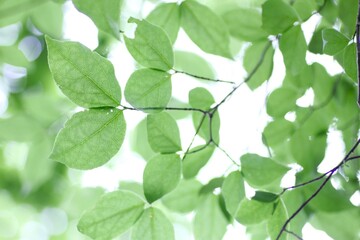 まゆみの葉っぱ