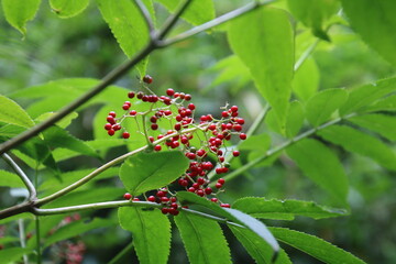 ニワトコの果実
