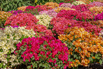 BUGANBILIAS flor, flor, rosa, huerta, naturaleza, primavera, fábrica, verano, morada, florecer, florecer, flora, color, petunia, floral, hojas, variopinto, floración, fábrica, ciclos, aparca