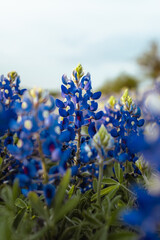 Blue Bonnet flowers blooming  (Lupinus texensis) in a field in Texas during spring