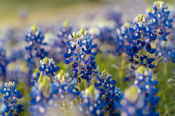 Blue Bonnet flowers blooming  (Lupinus texensis) in a field in Texas during spring - Powered by Adobe