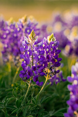 Blue Bonnet flowers blooming  (Lupinus texensis) in a field in Texas during spring