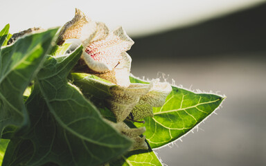 butterfly on a leaf