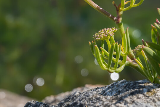 Sea ​​fennel plant growing on a rock with sunlight Crithmum maritimum