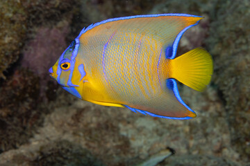 Juvenile Queen Angelfish in Transition Phase on Caribbean Coral Reef
