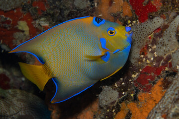 Queen Angelfish on Caribbean Coral Reef
