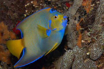 Obraz premium Queen Angelfish on Caribbean Coral Reef