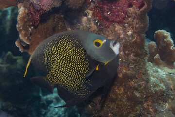 Fototapeta na wymiar French Angelfish on Caribbean Coral Reef