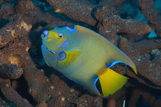 Queen Angelfish on Caribbean Coral Reef