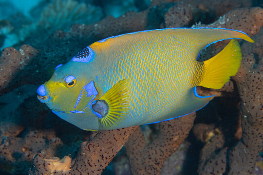 Queen Angelfish on Caribbean Coral Reef