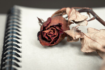 A dried red rose on notebook.
