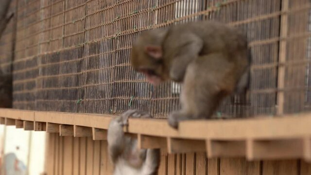 Japanese macaque in Arashiyama, Kyoto.