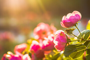 아침 햇살에 반짝 반짝 빛나는 분홍색 장미 꽃 (Morning light and pink roses)