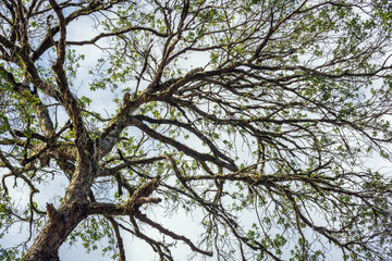 Fototapeta premium Sunlight through the green foliage of crowns trees, bottom view