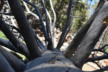 fallen tree in the forest