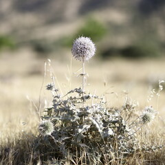 dandelion in the field