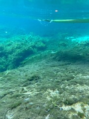 coral reef and sea