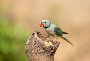 A male malabar parakeet feeding on rice grains in the paddy fields on the outskirts of Shivamooga, Karnataka