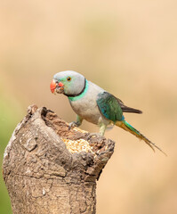 A male malabar parakeet feeding on rice grains in the paddy fields on the outskirts of Shivamooga, Karnataka