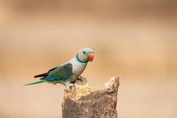 A male malabar parakeet feeding on rice grains in the paddy fields on the outskirts of Shivamooga, Karnataka