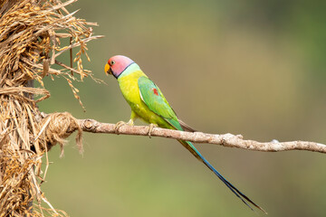 A male plum-headed parakeet feeding on a the rice grains in the paddy fields on the outskirts of Shivamooga, Karnataka