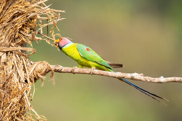 A male plum-headed parakeet feeding on a the rice grains in the paddy fields on the outskirts of Shivamooga, Karnataka