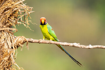 A male plum-headed parakeet feeding on a the rice grains in the paddy fields on the outskirts of Shivamooga, Karnataka