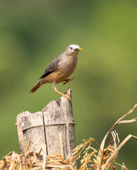 A chestnut-tailed starling perched on a small stump and feeding on paddy grains in the paddy fields on the outskirts of Shivamooga, Karnataka