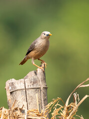 A chestnut-tailed starling perched on a small stump and feeding on paddy grains in the paddy fields on the outskirts of Shivamooga, Karnataka